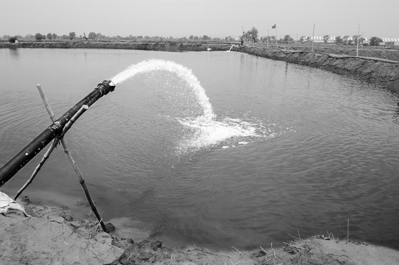 Shrimp Farming in Saline Agricultural Fields in Haryana - Groundwater  being filled in a shrimp farming pond